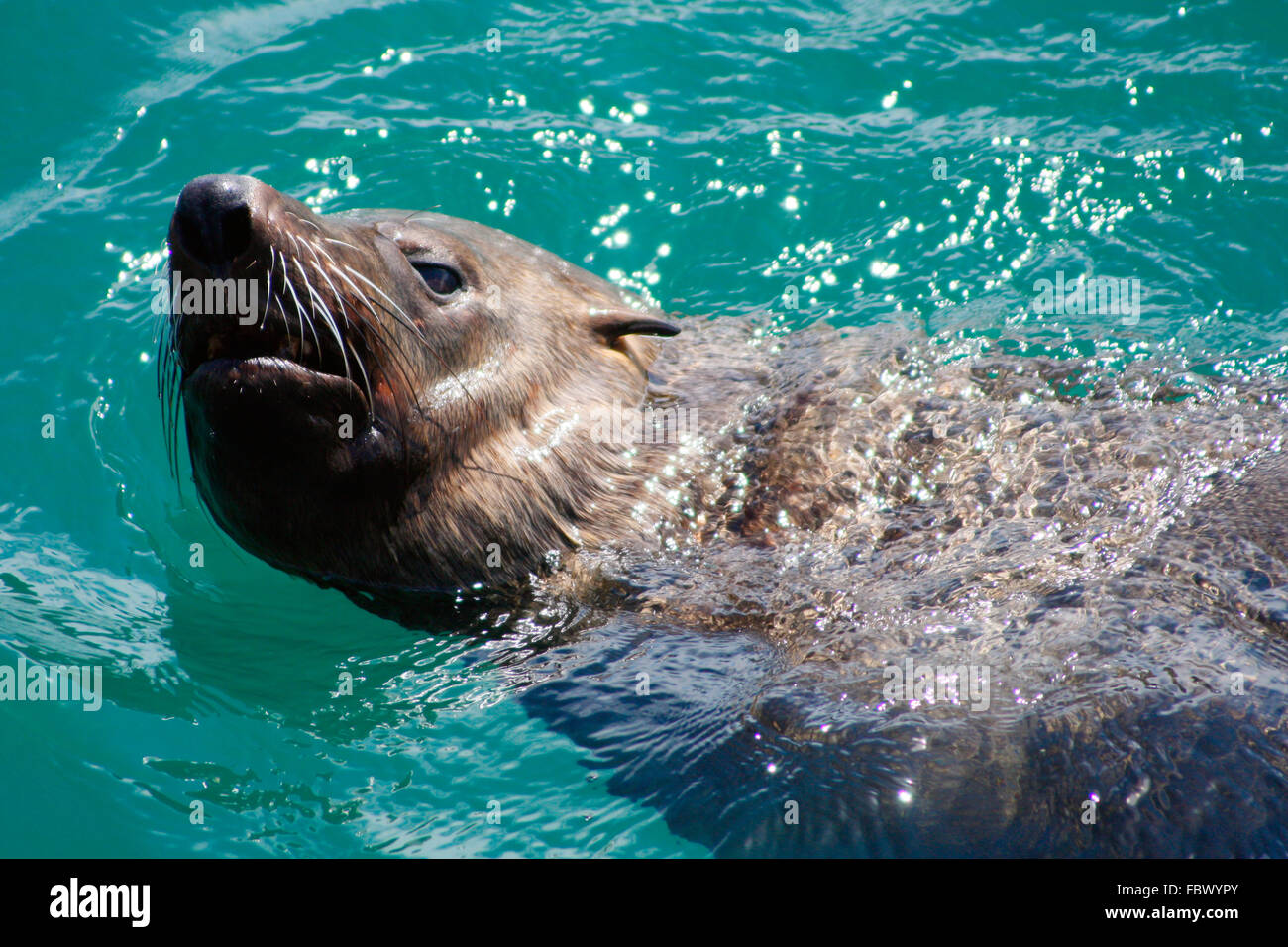 Giovani nuoto Seal Foto Stock