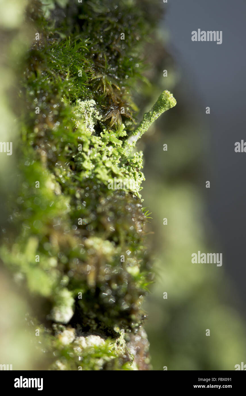 Pixie-cup lichen, Cladonia pyxidata Foto Stock