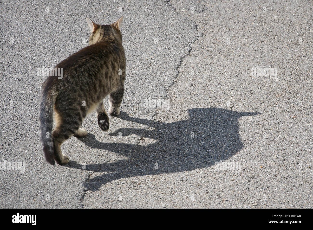 Gatto randagio con ombra Foto Stock