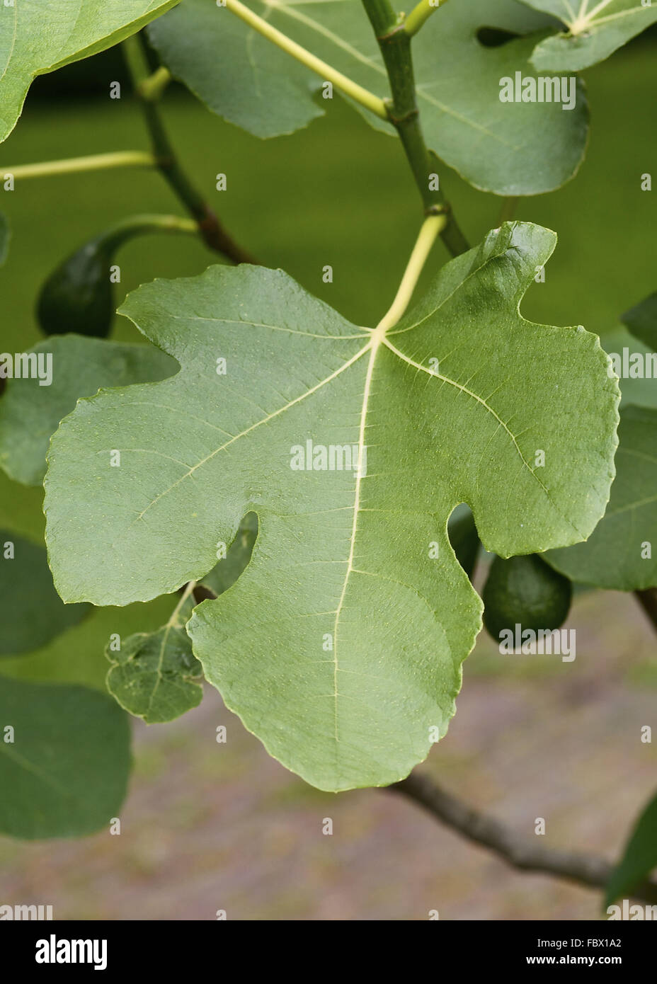Comune Fig (Ficus carica) Foto Stock