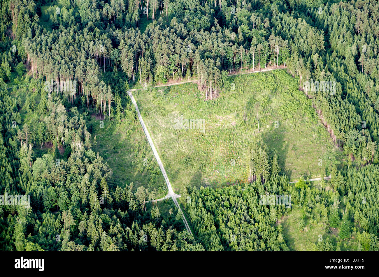 Vista aerea di un nuovo rimboscate area boschiva Foto Stock