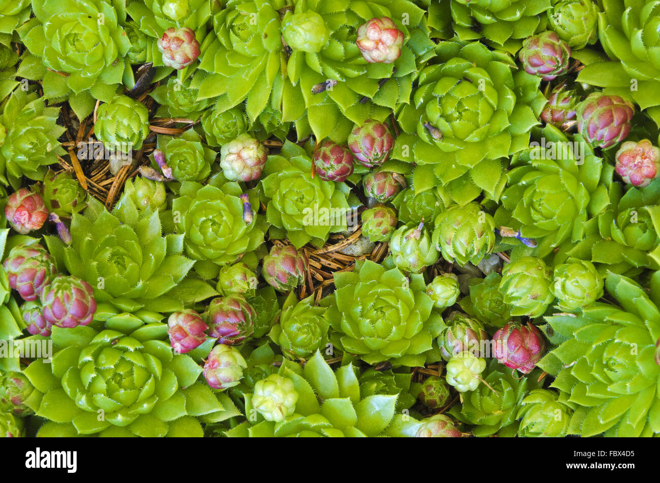 Houseleekplants visto da sopra Foto Stock