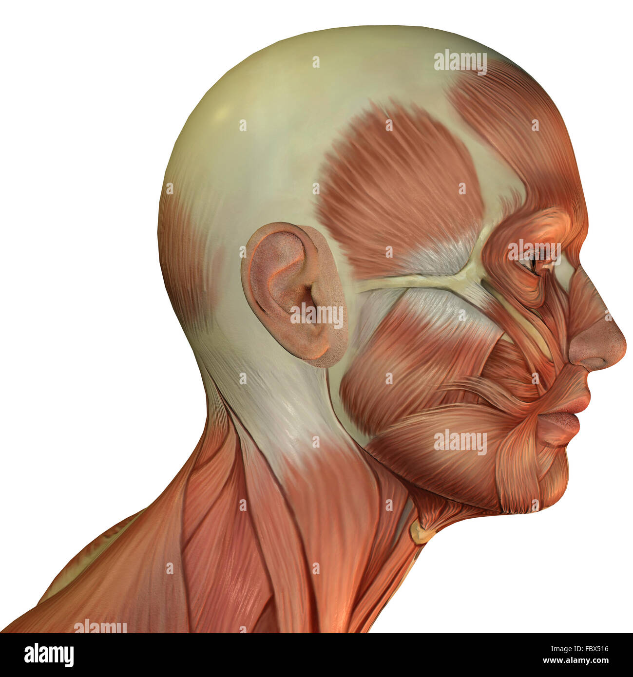 La struttura muscolare della testa Foto Stock