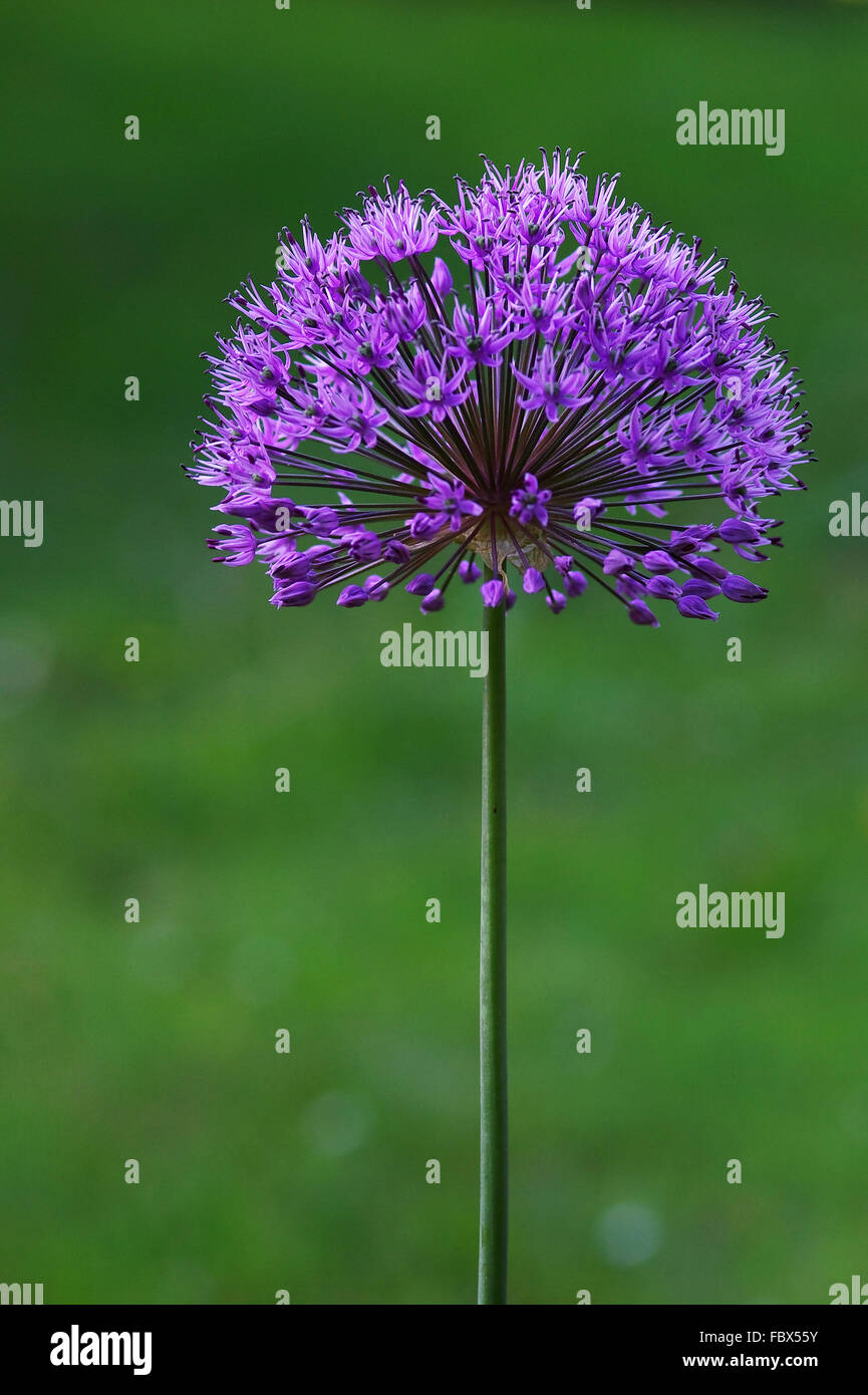 Art palla Allium Foto Stock