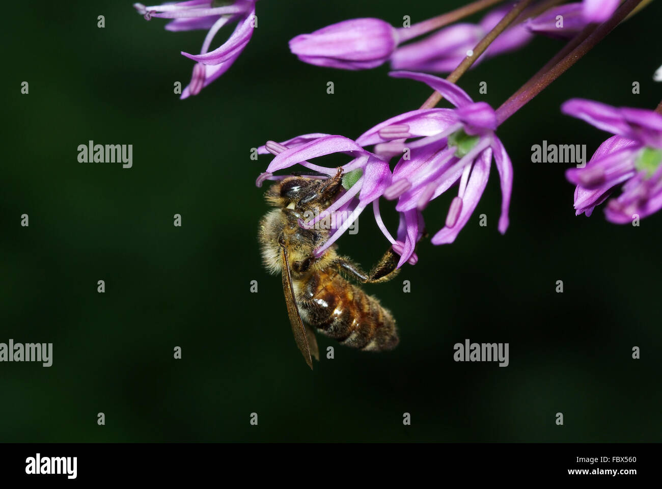 Bee nettare bere - Arte sfera Allium fiore Foto Stock