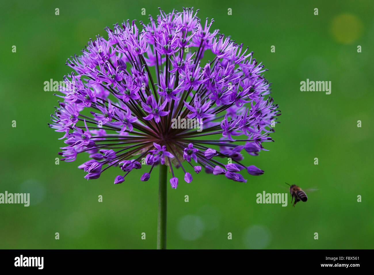Sfera d'arte Allium e Bee avvicinando Foto Stock