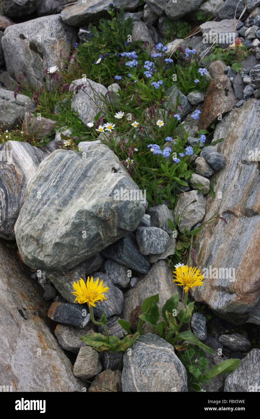 Fiori di montagna - Silvretta Foto Stock