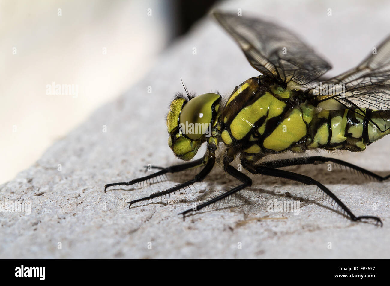 Aeshna viridis Foto Stock