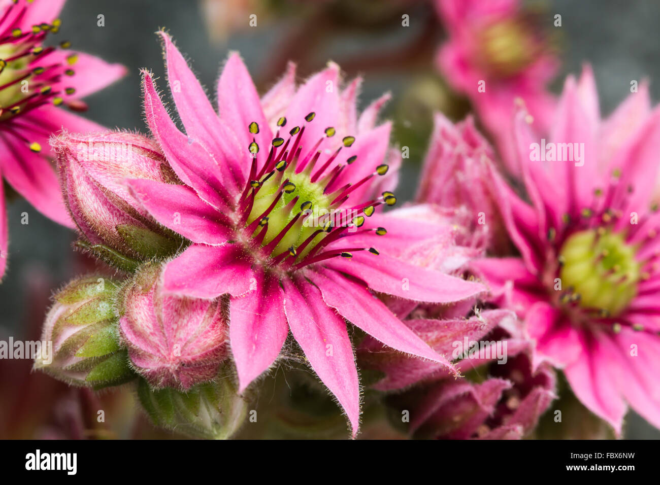 Sempervivum fioritura 2 Foto Stock