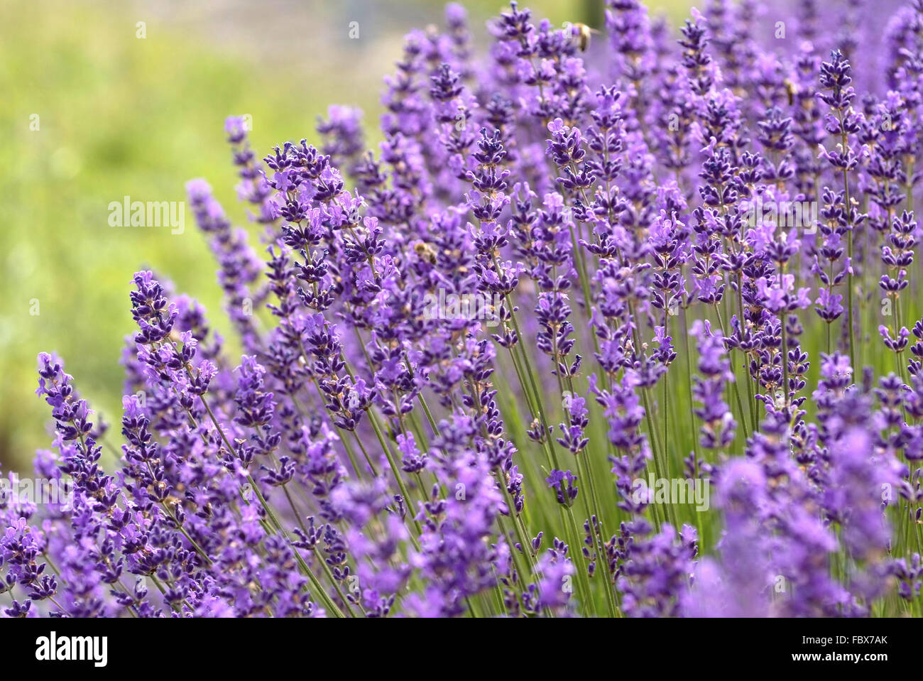 Lavande Foto Stock