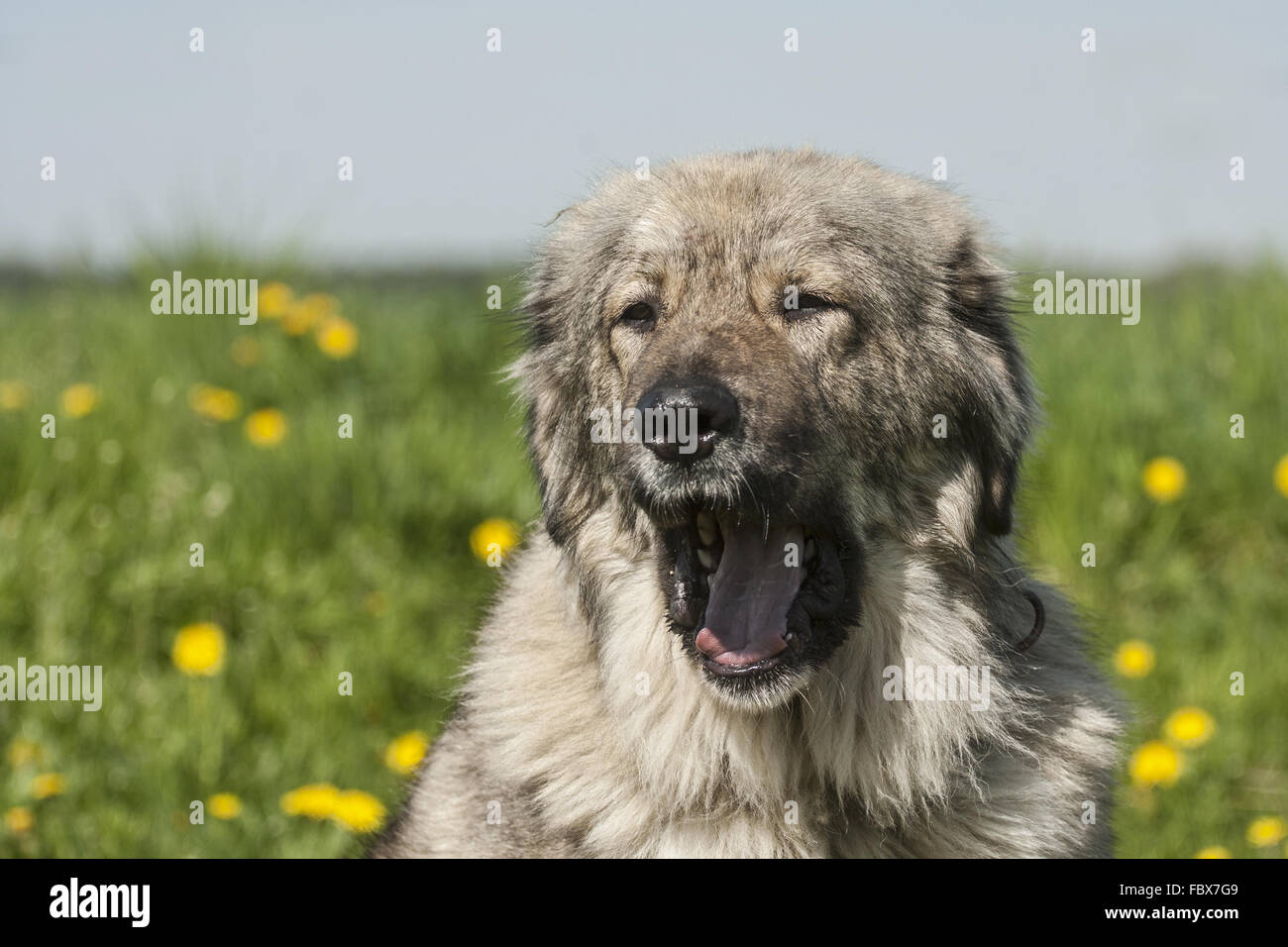 Sbadigliare cane Owtscharka Kawkaskaja Foto Stock