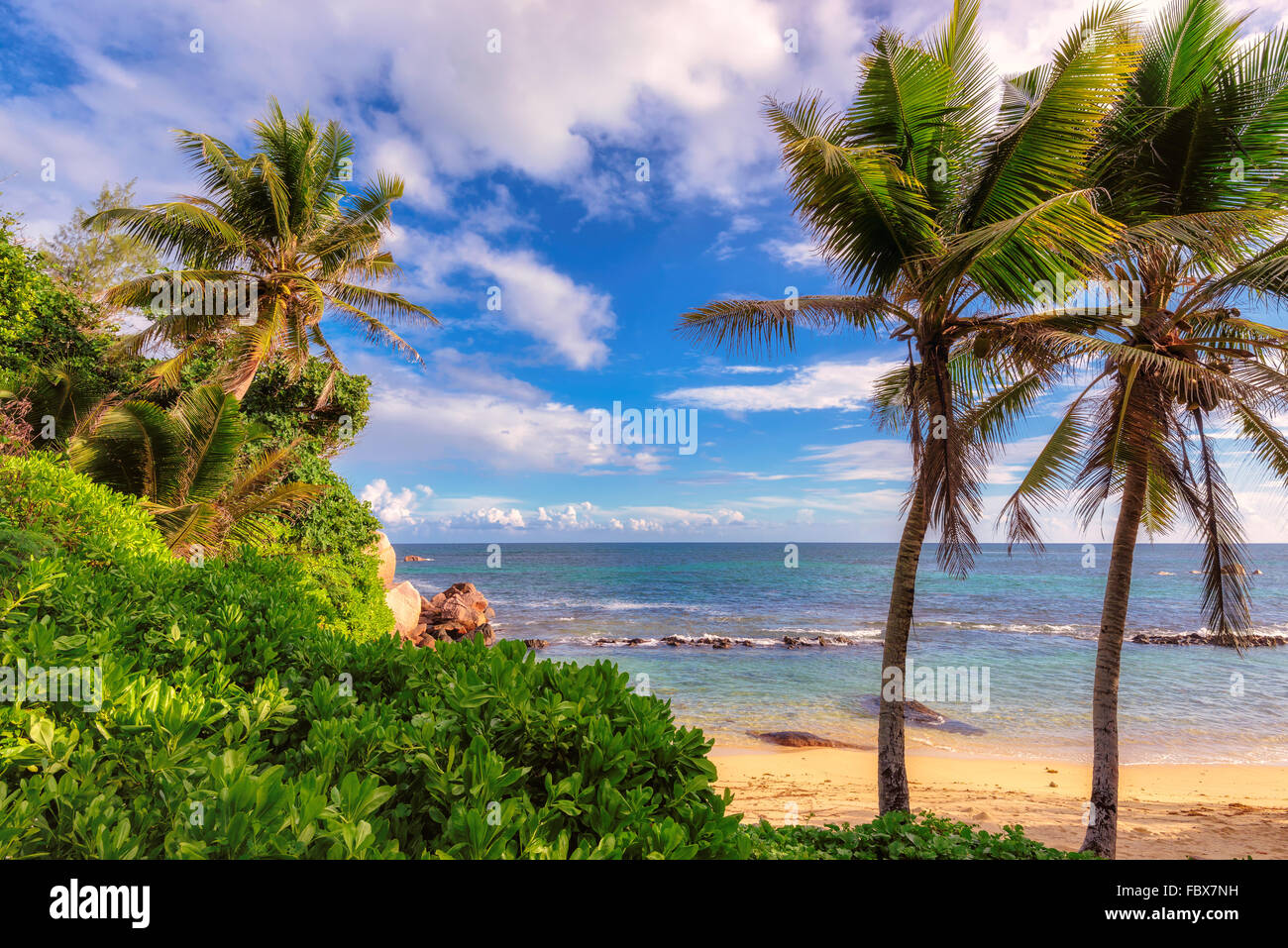 Le palme ad Anse Takamaka beach sull'Isola di Mahe, Seicelle Foto Stock