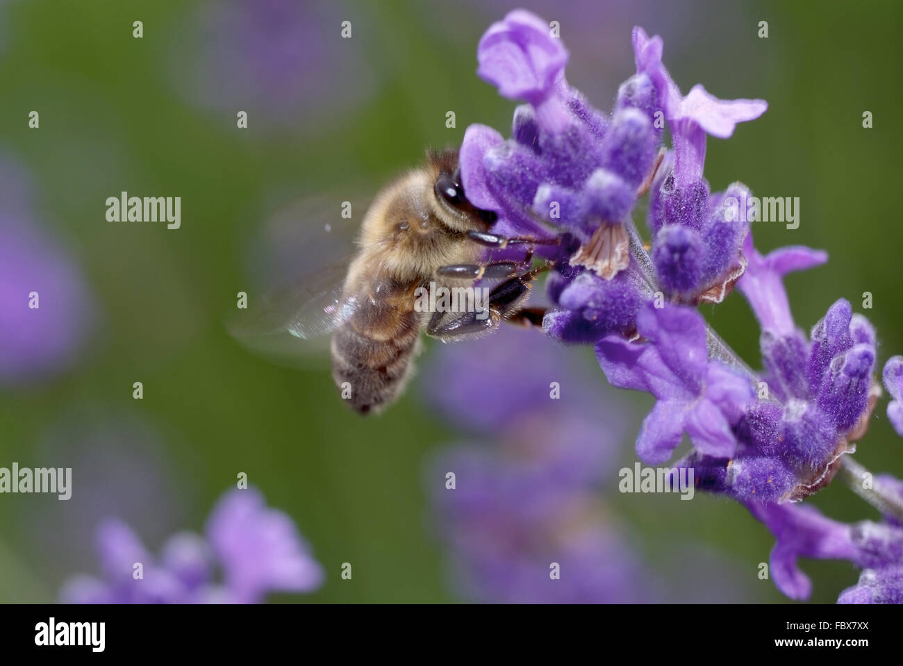Lavande Foto Stock