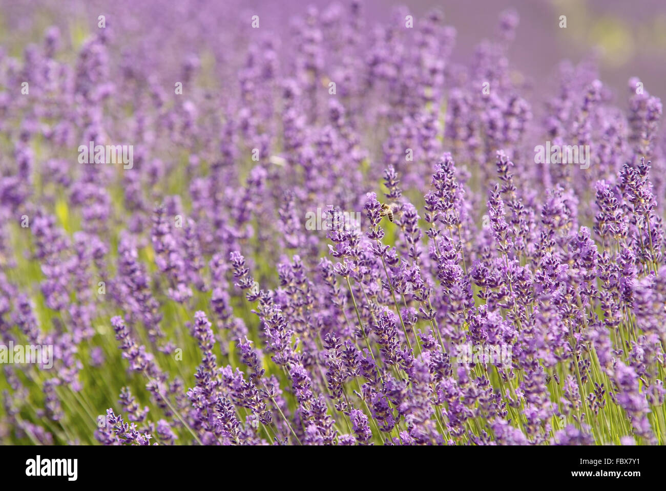 Lavande Foto Stock