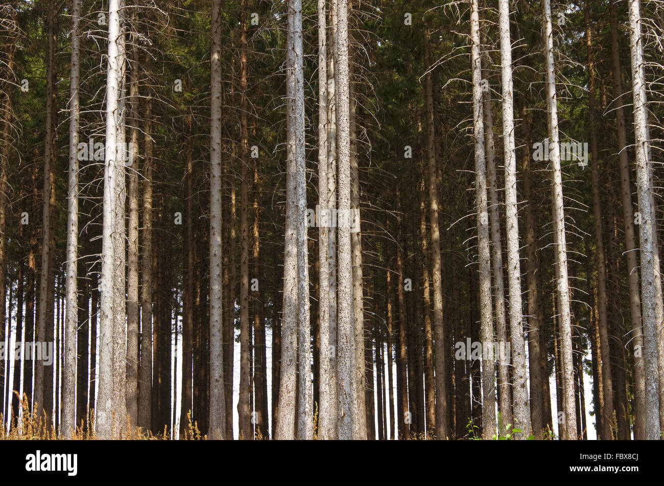 Spruce monoculture legno Foto Stock