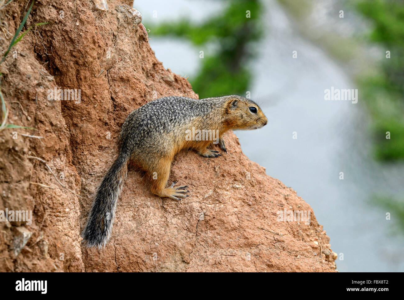 Massa Daurian scoiattolo (Spermophilus dauricus), Orkhon Valley, Khangai Nuruu National Park, Mongolia Foto Stock