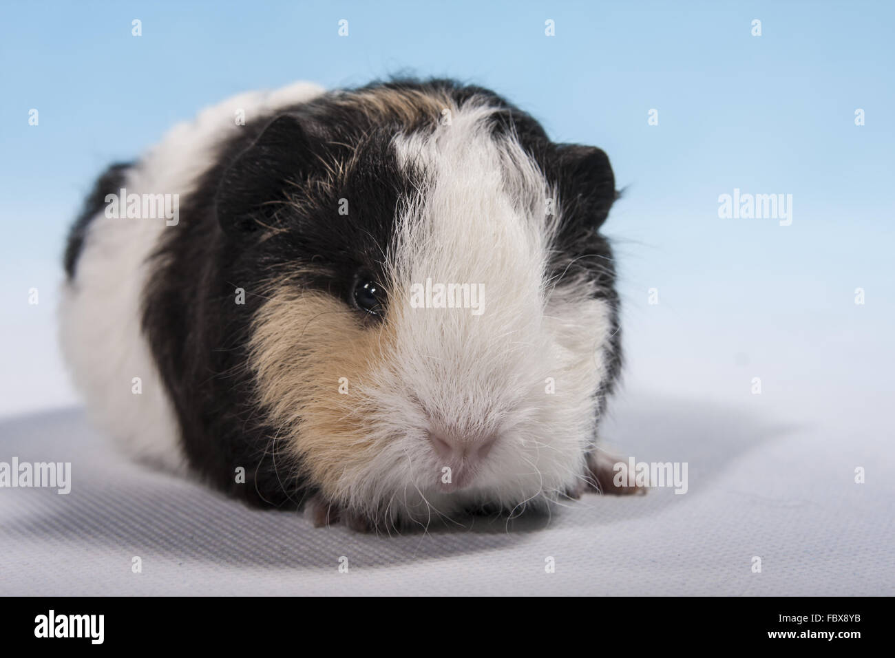 Swiss Teddy cavia Foto Stock