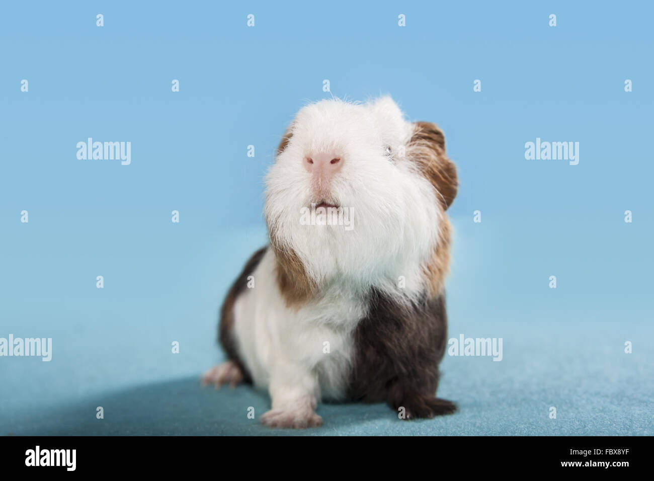 Funny cavia ritratto Foto Stock