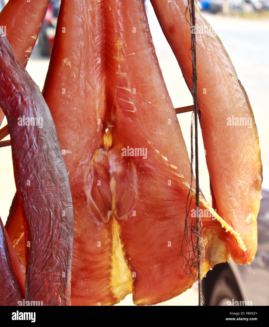 Pesce gatto gigante 1 Foto Stock