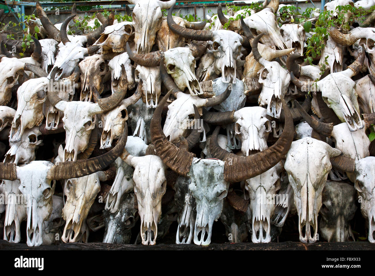 Buffalo cranio nel tempio della Thailandia Foto Stock