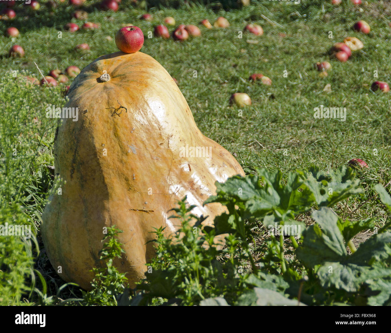 La zucca gigante e prato con le mele Foto Stock