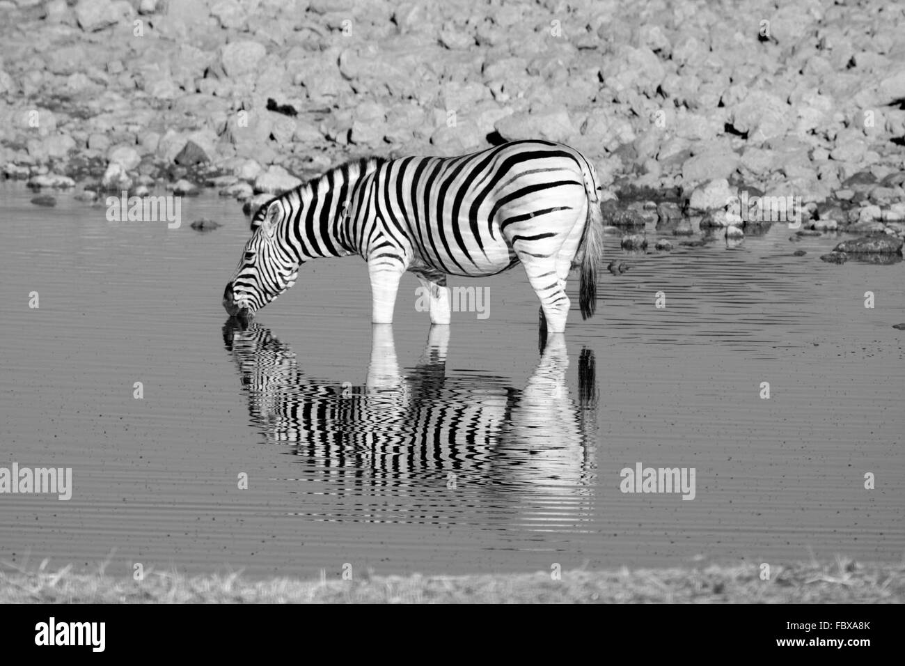 Zebre a waterhole Foto Stock