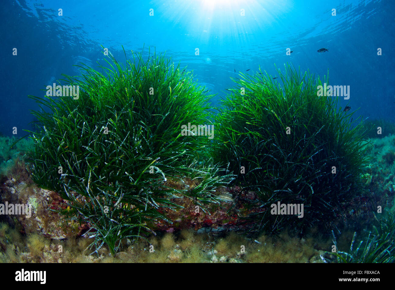 Vista subacquea dei prati del Nettuno (Posidonia oceanica) sotto i raggi del sole (Parco Naturale Ses Salines, Formentera, Mar Mediterraneo, Spagna) Foto Stock