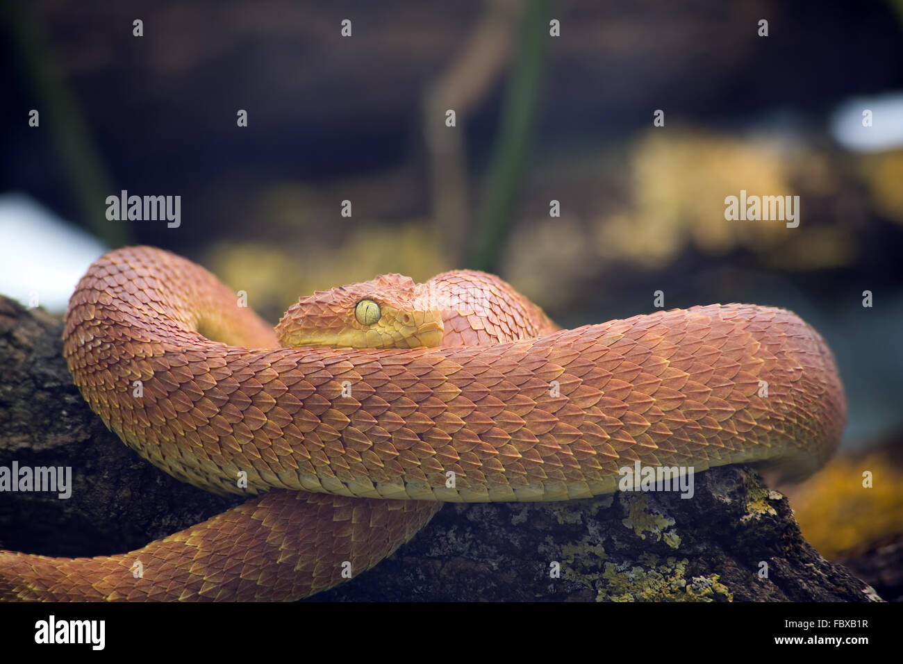 Boccola verde Viper Foto Stock