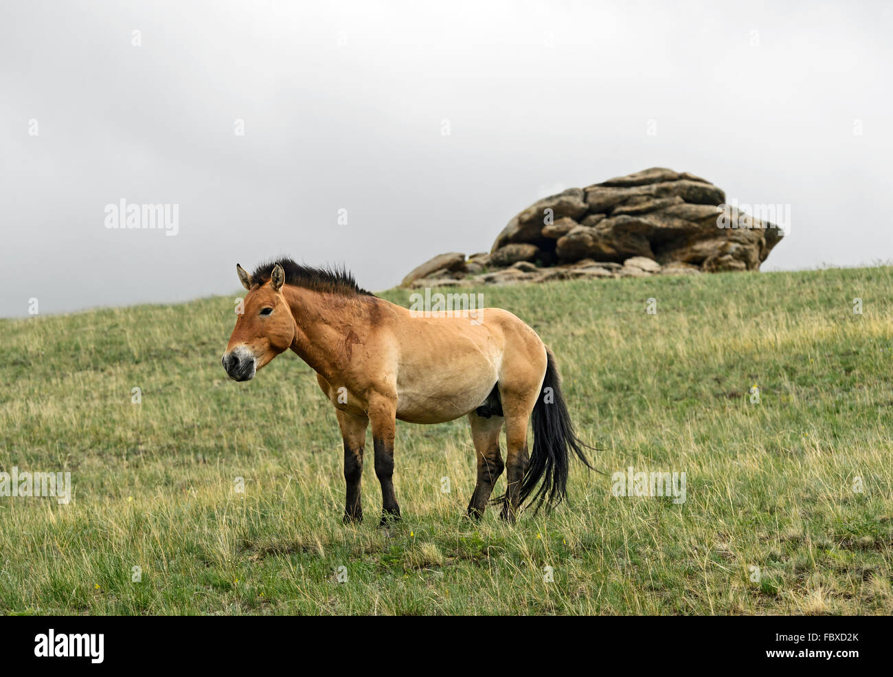 Cavallo di Przewalski (Equus ferus przewalskii), Khustain Nuruu National Park (Hustai National Park), Töv Aimag, Mongolia Foto Stock