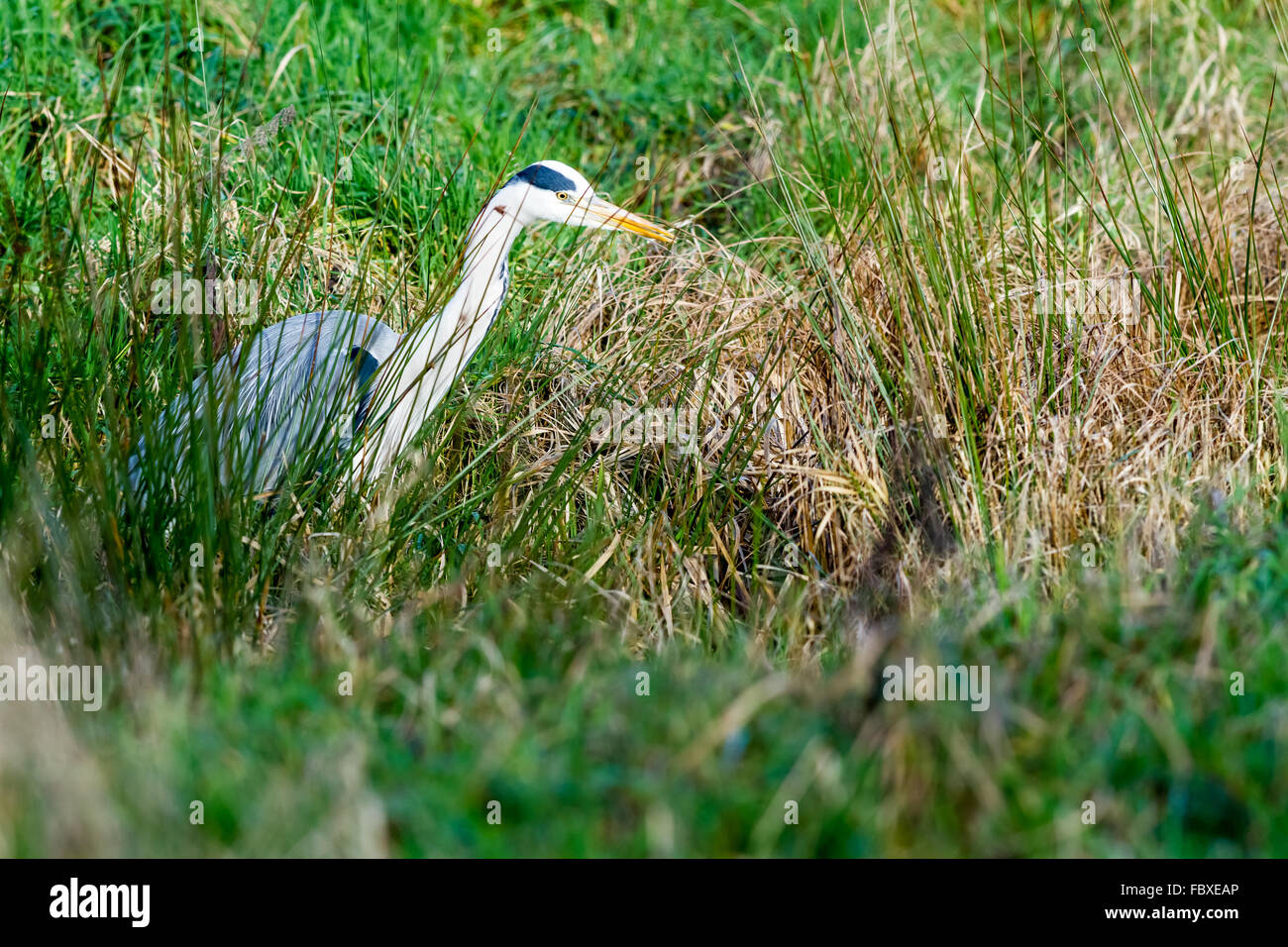 Questo heron è in attesa di un snack nel prato Foto Stock