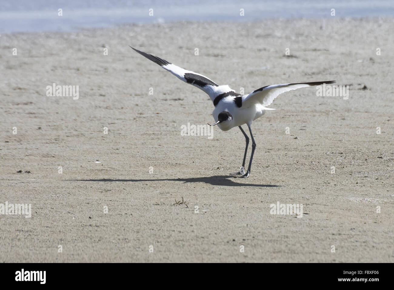 Avocetta Foto Stock