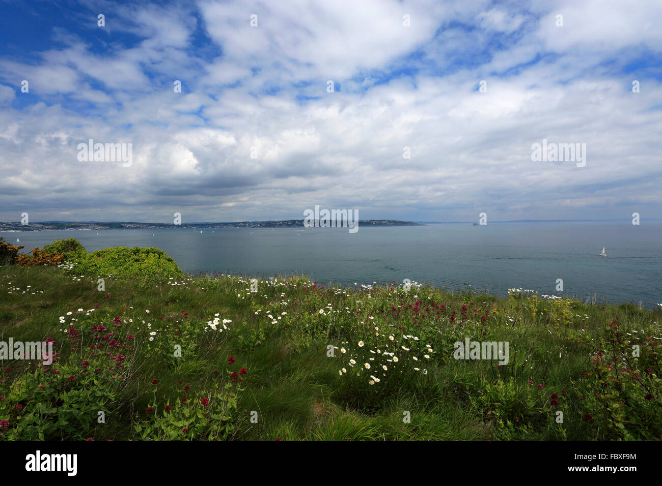Estate, fiori selvaggi e scogliere di Berry Head Riserva Naturale Nazionale, Torbay, English Riviera, della Contea di Devon, Inghilterra, Regno Unito Foto Stock