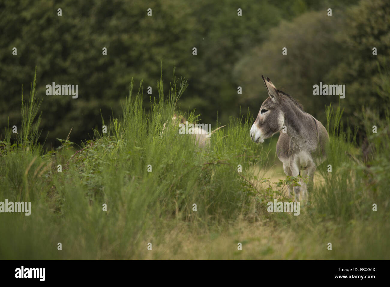 Asino, Equus asinus asinus Foto Stock