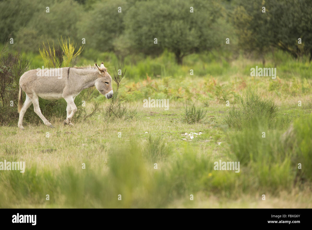 Asino, Equus asinus asinus Foto Stock
