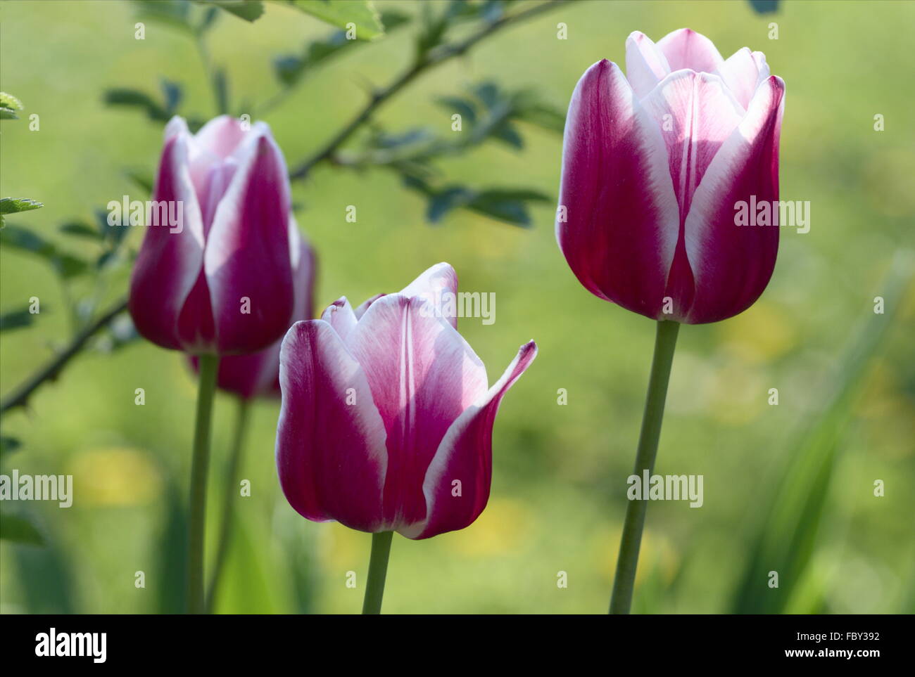 Tre tulipani Foto Stock