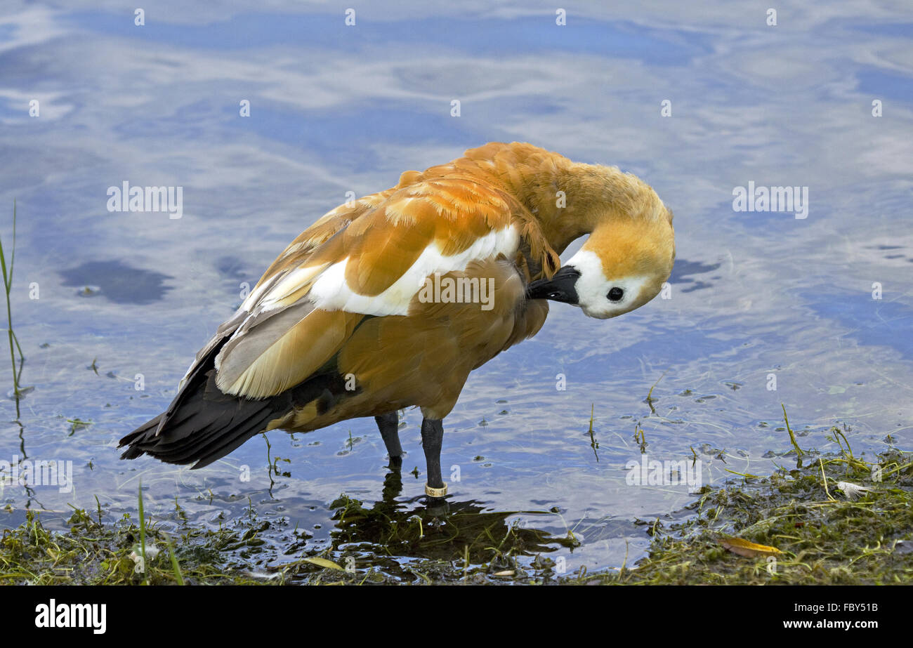 Casarca Tadorna ferruginea Foto Stock