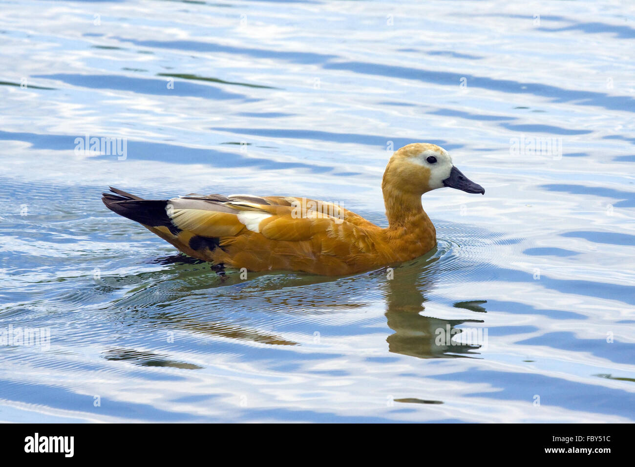 Casarca Tadorna ferruginea Foto Stock