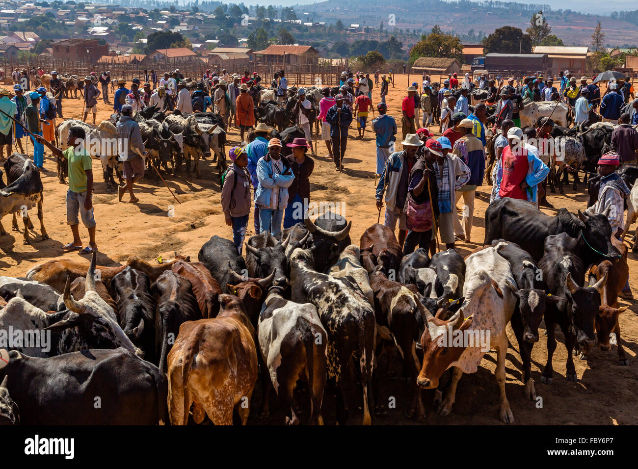 Zebù mercato a Ambalavao,Strada Nazionale 7, Madagascar Foto Stock