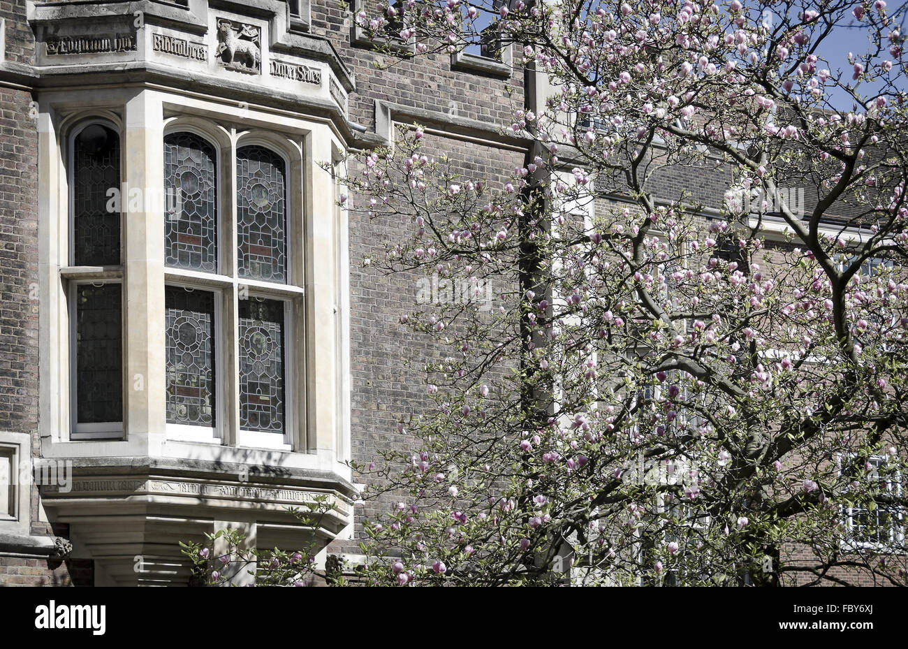 Fioritura magnolia a Inner Temple Gardens Foto Stock