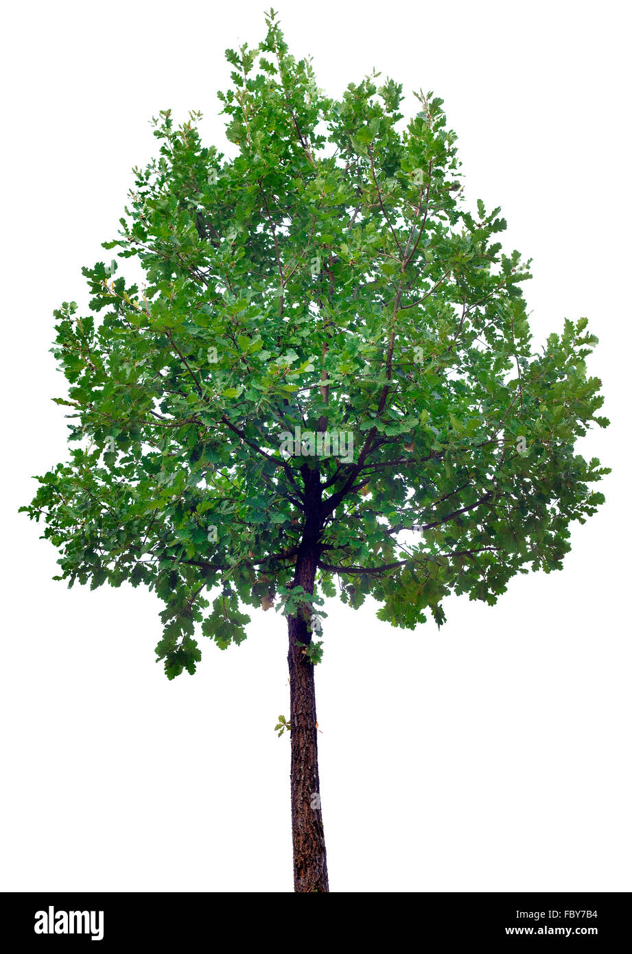 Albero di quercia isolati su sfondo bianco Foto Stock