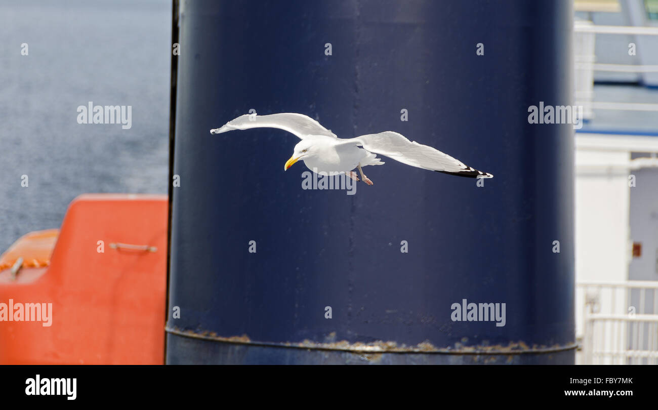 Seagull in bilico Foto Stock