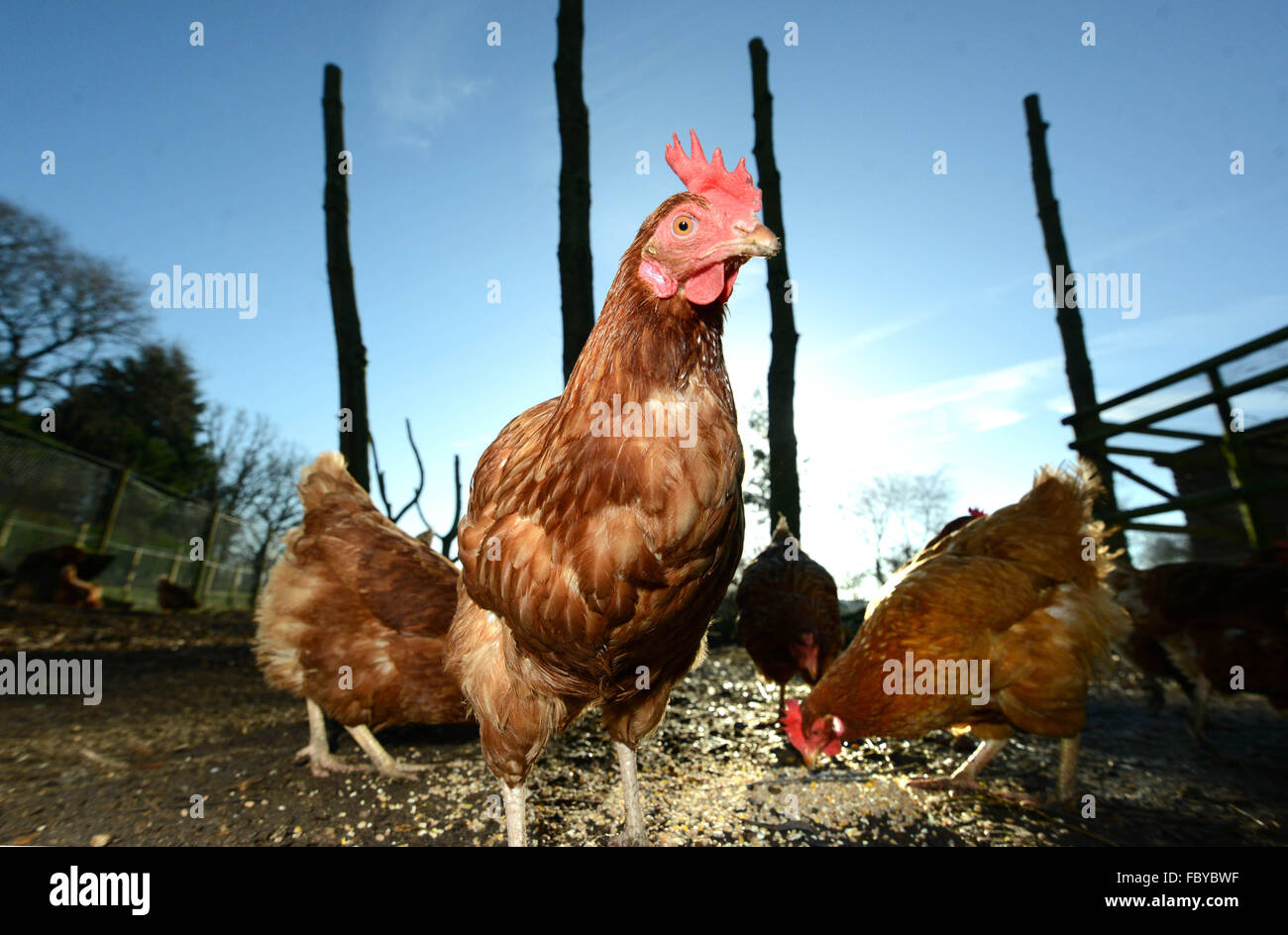 Ex allevamento di galline in batteria dato nuove case. Foto Stock