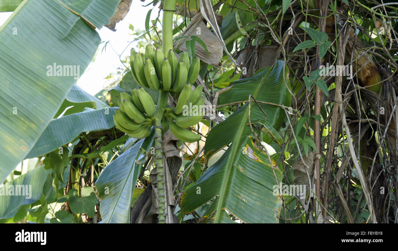 banane fresche Foto Stock