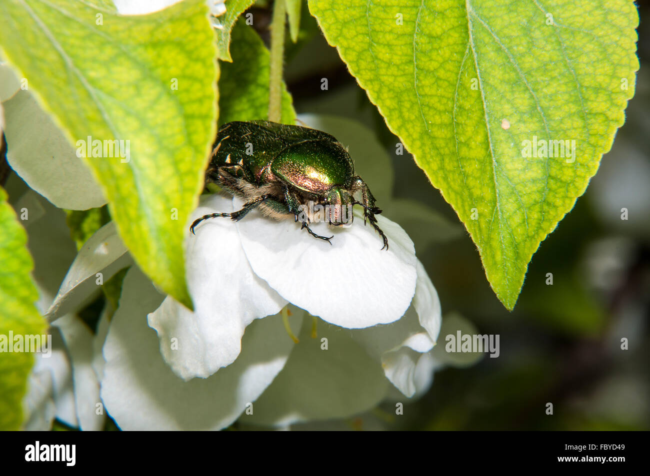 Verde scarabeo chafer su un bianco fiore di Apple Foto Stock