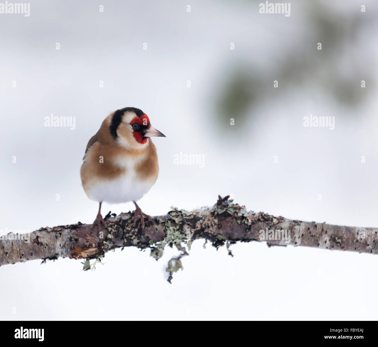 Unione cardellino, Carduelis carduelis, appollaiato su un lichen incrostato ramoscello, contro un defocussed sfondo innevato. Foto Stock