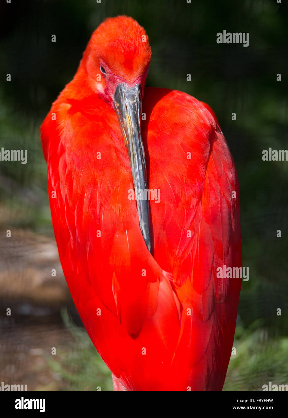 uccello esotico rosso Foto Stock