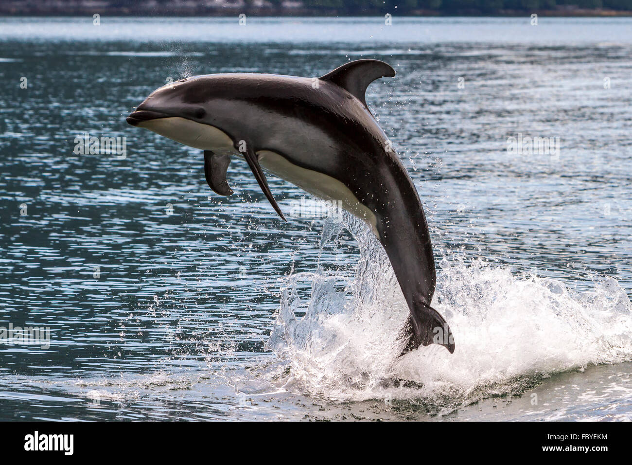 Pacifico facciata bianca Dolphin (Lagenorhynchus obliquidens) jumping a Broughton Arcipelago parco marino in British Columbia, Canad Foto Stock