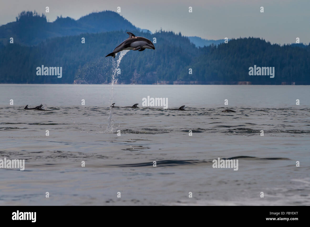 Pacifico facciata bianca Dolphin (Lagenorhynchus obliquidens) jumping a Broughton Arcipelago parco marino in British Columbia, Canad Foto Stock