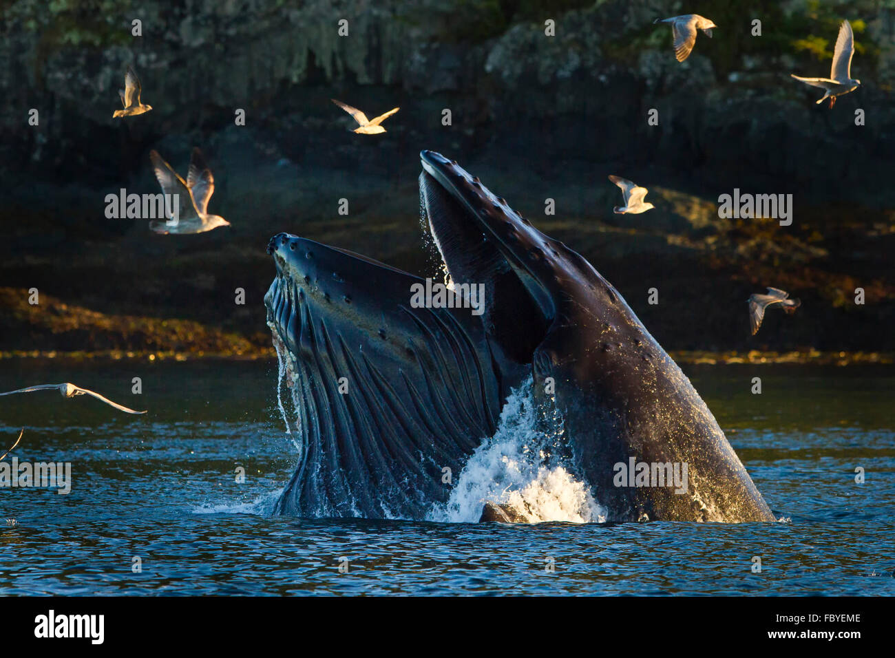 Humpback Whale bolla alimentazione rete, gabbiani cercando di entrare nel, Arcipelago di Broughton, Cavaliere ingresso, British Columbia, Canada Foto Stock