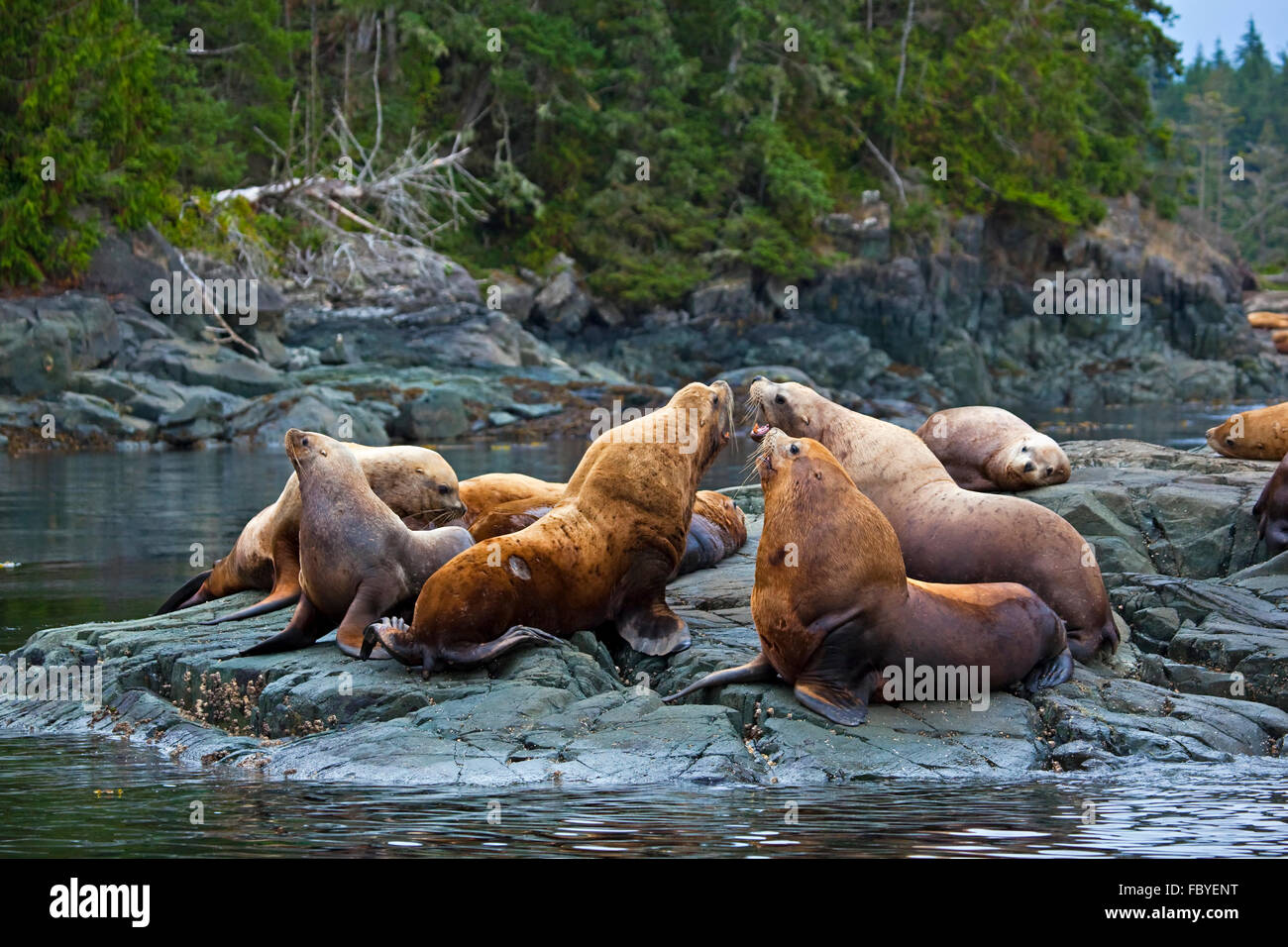 Steller leoni di mare del Nord off Vancouver Island, isola di Vancouver, British Columbia, Canada. Foto Stock